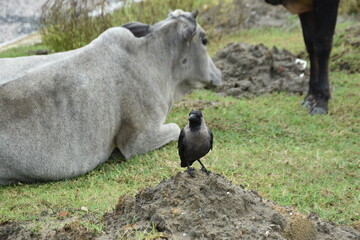 A crow stands on a mound of mud next to a resting white cow.
