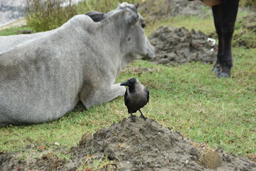A crow stands on a mound of mud next to a resting white cow.