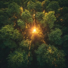 Sunlight filtering through a dense canopy of green trees.