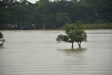 Trees stand in a flooded river with a textured, rippling surface after heavy rain.