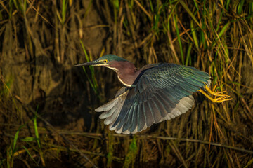 Green Heron Shadow Takeoff