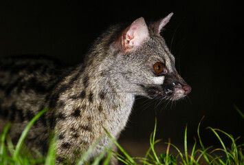 Portrait of a Genet (Genetta genetta) in the grass at night