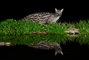Reflejo de gineta de noche