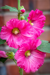 close up of pink hibiscus