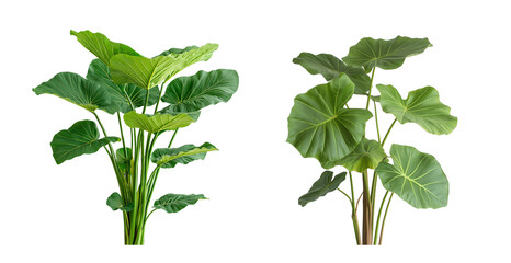 Large green Taro plant with broad leaves, Leucocasia gigantea plant, against White or transparent background Cutout PNG