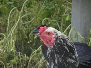 rooster in the grass