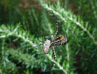 spider on a web