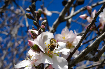 Wasp on the flower
