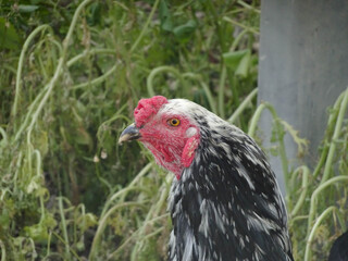 free range chicken