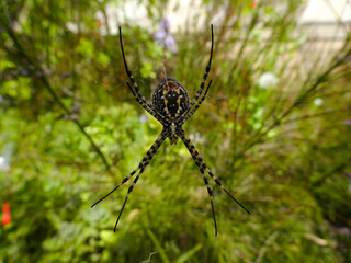 spider on the web