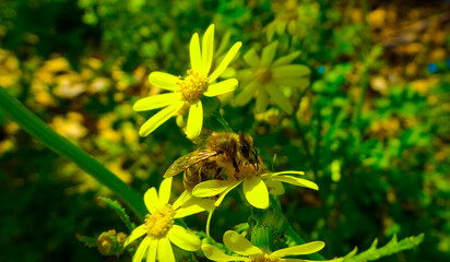 Wasp on yellow flower