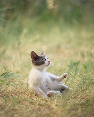 A small kitten lies comfortably on the grass facing sideways. The soft light and dry terrain create...