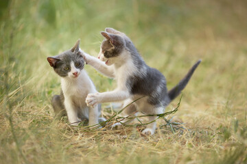 Two young cats sit on a field, one reaching toward the other. Their playful gesture adds life to the golden-toned grass.