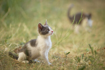 A young cat sits in the grass, looking toward something off-frame. The animal is alert and focused in a natural environment.