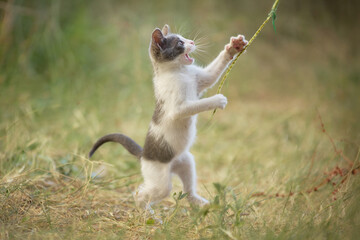 A kitten leaps off the ground while chasing a dangling string. The action occurs on a grassy meadow during a video clip frame.