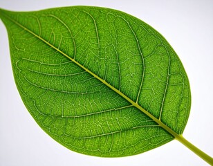 Detailed Close-Up of a Fresh Green Leaf with Intricate Veins and Textures Against a Light Background