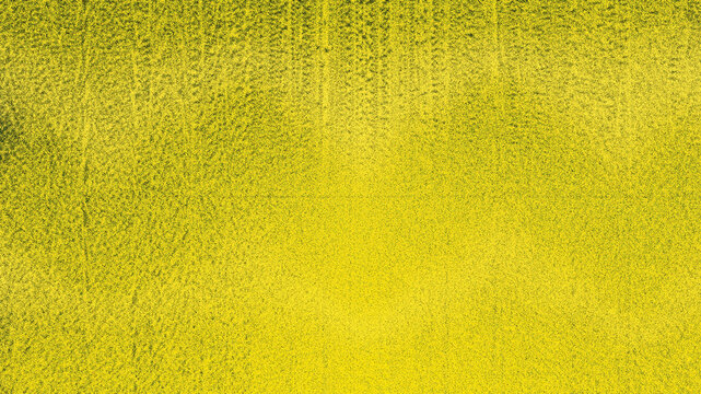 Vast yellow field under sunlight nature agriculture