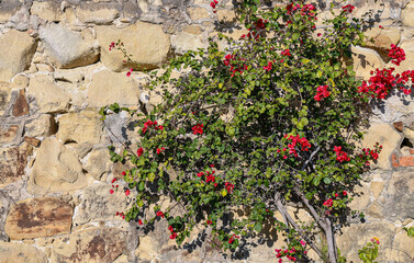 A Bougainvillea in bloom, genus of ornamental plant whose inflorescence consists of large colorful sepals like bracts which surround simply waxy flowers, Sanremo (Imperia), Liguria, Italy 
