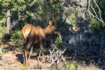 Young Bull elk in Summer in Grand Canyon National Park Arizona