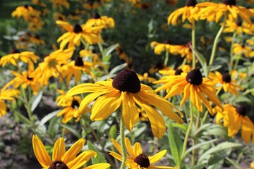 yellow flowers in the garden