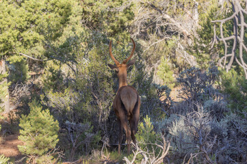 Young Bull elk in Summer in Grand Canyon National Park Arizona