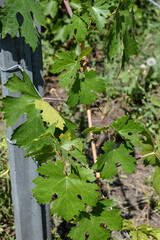 sunlight falls on young grapevine leaves growing on support post in vineyard garden summer day viticulture, home gardening, grape growing, agricultural education