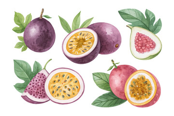 set of watercolor Passionfruit vector illustration isolated on white background