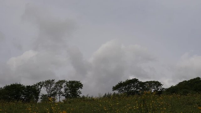 Timelapse of Grey Clouds Over a Buttercup Meadow in Summer