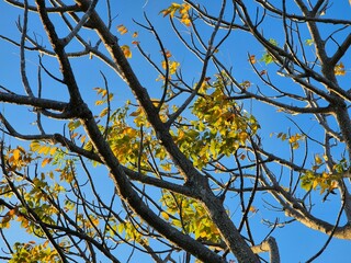 The tree branches are starting to become bare with sparse yellow leaves under the bright blue sky of autumn.