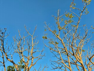 The tree branches are starting to become bare with sparse yellow leaves under the bright blue sky of autumn.