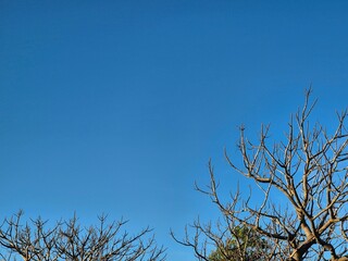 The tree branches are starting to become bare under the bright blue sky of autumn. Copy space