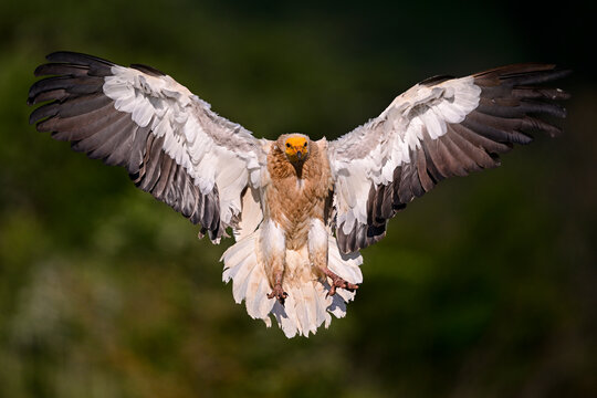 Alimoche aterrizando con las alas abiertas