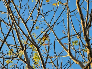 The tree branches are starting to become bare with sparse yellow leaves under the bright blue sky of autumn.