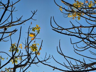 The tree branches are starting to become bare with sparse yellow leaves under the bright blue sky of autumn.