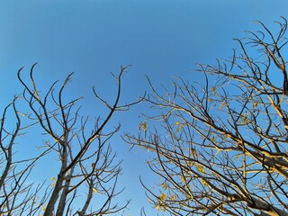 The tree branches are starting to become bare under the bright blue sky of autumn. Copy space