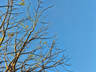 The tree branches are starting to become bare with sparse yellow leaves under the bright blue sky of autumn. Copy Space