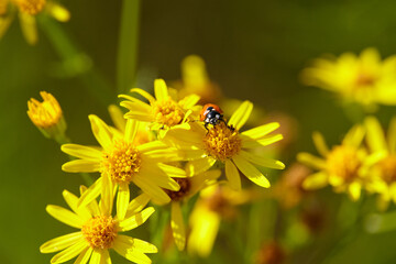 Ladybug on Yellow Daisies: A Vibrant Summer Scene.  Close-up captures a bright ladybug amidst cheerful yellow flowers, highlighting nature's delicate beauty.