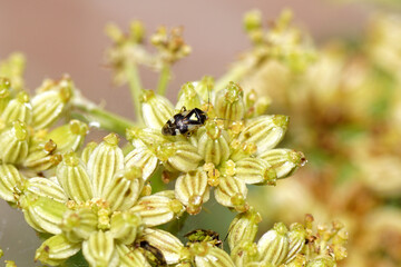 Plant bug Orthops basalis feeding on seed pods of Lovage, Levisticum officinale. Tribe Mirini. Subfamily Mirinae. Family Miridae. Summer July, Netherlands.