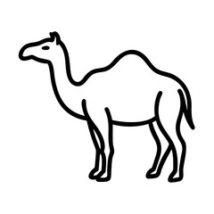 camel isolated on white background