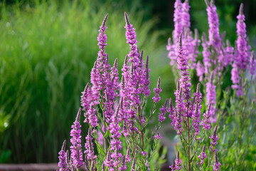 Purple Wildflowers in Sunlit Garden