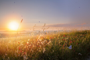 Butterflies dancing over a sunlit wildflower meadow at golden hour.