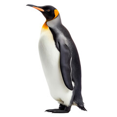 King penguin standing proudly isolated on transparent background