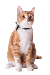 Cute Ginger Tabby Cat Wearing a Bow Tie Sitting on White Background