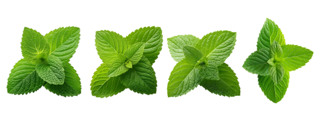 fresh patchouli leaves, cutout
