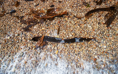 Algae floatsam in the supralithoral of Sea of Japan, sandy shell beach. Japan sea tangle (Laminaria japonica), Red blanket Rhodophyceae, Alaria esculenta, bladderwrack (Fucaceae). Russian Far East
