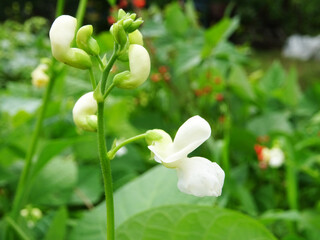 Bean plants in natural conditions, flowers on plants close-up in the field