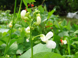 Bean plants in natural conditions, flowers on plants close-up in the field