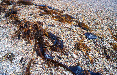 Algae floatsam in the supralithoral of Sea of Japan, sandy shell beach. Japan sea tangle (Laminaria japonica), Red blanket Rhodophyceae, Alaria esculenta, bladderwrack (Fucaceae). Russian Far East