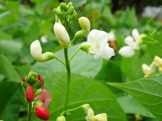 Bean plants in natural conditions, flowers on plants close-up in the field