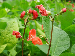Bean plants in natural conditions, flowers on plants close-up in the field